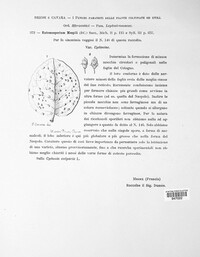 Diplocarpon mespili image